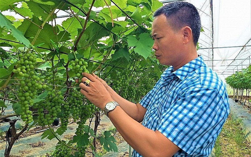 Ông Nguyễn Mạnh Đoàn là người tiên phong trồng nho ở Gia Lộc.