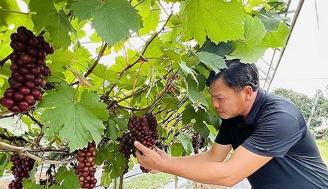 Vườn nho hạ đen của anh Vũ Hữu Việt ở thôn Đan Giáp, xã Thanh Giang (Thanh Miện) đang cho năng suất, hiệu quả kinh tế khá cao.
