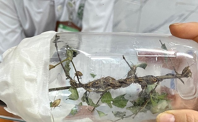 Mẫu bọ xít được bệnh nhân gửi đến Trung tâm Chống độc Bệnh viện Bạch Mai.