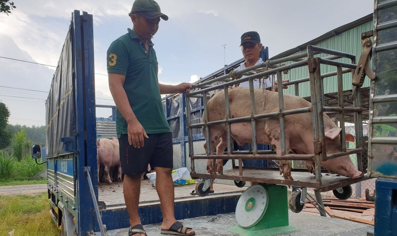 Giá heo hơi hôm nay (10/7) đầu tuần lặng sóng. Chỉ trong vòng nửa năm, giá heo tăng gần 30 nghìn đồng.