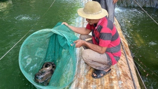 Nuôi loài cá được ví như nhân sâm nước, lão nông Tây Ninh thu lợi nhuận gần 400 triệu mỗi năm