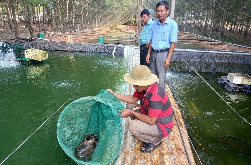 Ông Nguyễn Văn Giàu thu về gần 400 triệu đồng mỗi năm từ nuôi chạch lấu trong ao.