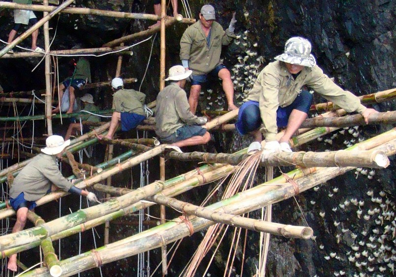 Công nhân làm giàn giáo bảo vệ, khai thác chim yến tự nhiên trên đảo trong vịnh Nha Trang. 