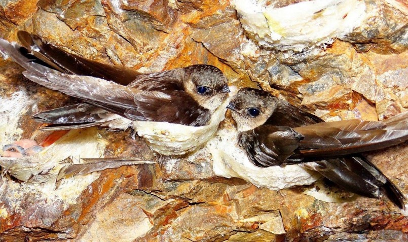 Chim yến thiên nhiên trong hang đảo ở Khánh Hòa. 
