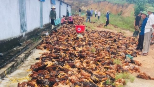 Gần 8.000 con gà chết ngạt chất thành đống, gia chủ ấm lòng vì được chính quyền và người dân giải cứu