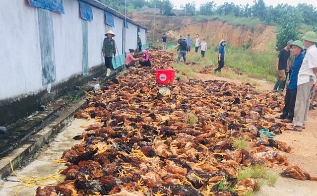 Hàng ngàn con gà chết la liệt vì bị ngạt.