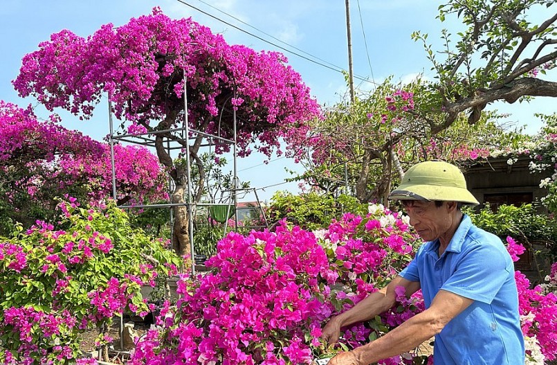 Ông Vũ Văn Lanh (thôn Xuân Mai, xã Ninh An, huyện Hoa Lư) chăm sóc hoa giấy.
