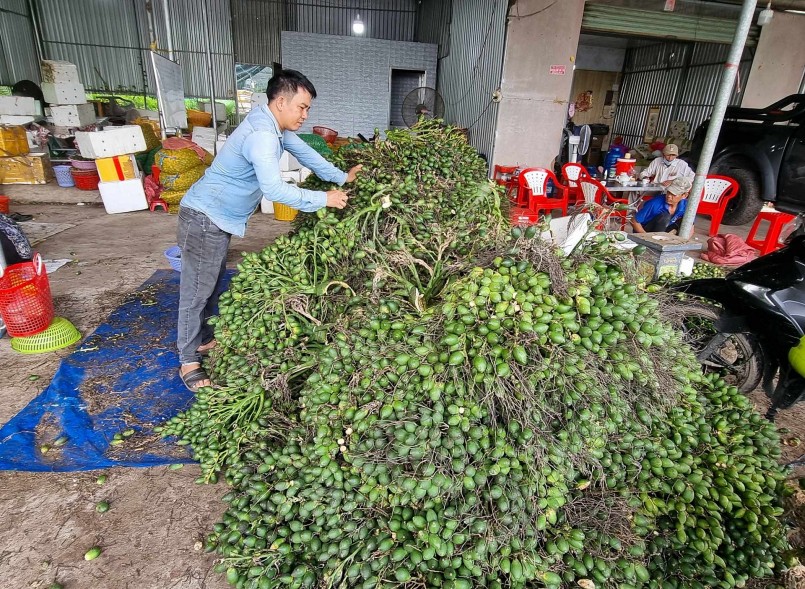Thu mua trái cau non phục vụ xuất khẩu tại một vựa thu mua cau ở huyện Mỏ Cày Bắc, tỉnh Bến Tre