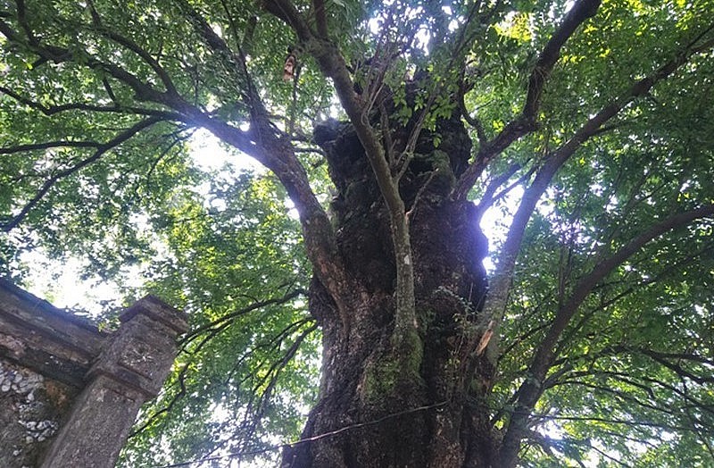 Thân cây rất lớn với nhiều người ôm mới xuể nhưng cây thị 600 tuổi chỉ có những cành, nhánh nhỏ.