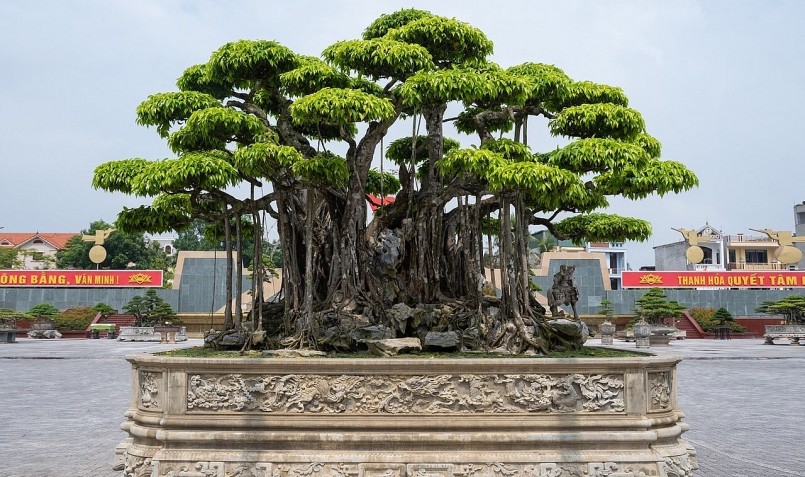 “Nham thạch bách niên” có lẽ chiếm vị trí độc tôn khi là cây cảnh được định giá cao nhất Việt Nam với giá trị 460 tỷ đồng.