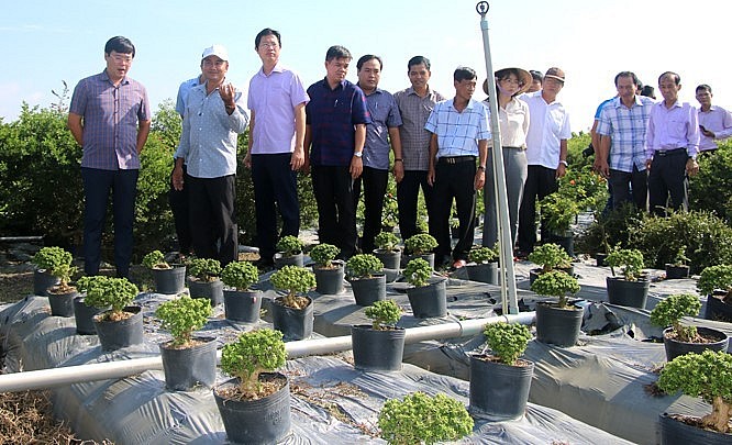Lãnh đạo tỉnh và các ban ngành tỉnh Đồng Tháp thăm mô hình trồng linh sam trên ruộng lúa của anh Bùi Thanh Sang.
