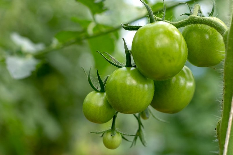 Cà chua xanh liệu có ăn được không