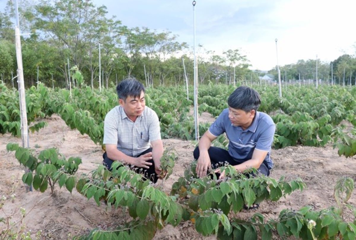 Cơ hội để sản phẩm OCOP dược liệu Quảng Trị vươn ra thị trường thế giới