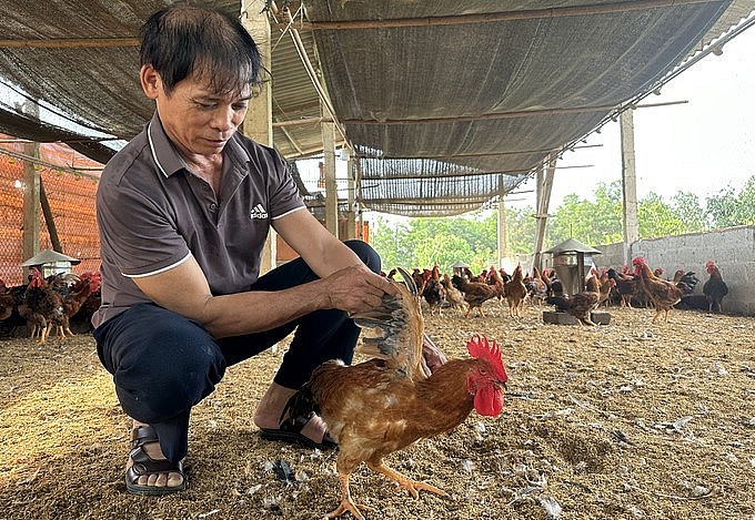 Ông Nguyên Văn Thịnh, Giám đốc HTX Gà đồi Đông Thịnh trao đổi về kỹ thuật nuôi gà đồi.