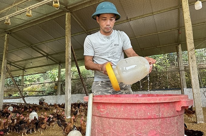 Anh Nguyễn Văn Trọng (HTX Gà đồi Đông Thịnh) bổ sung các chất điện giải vào nước uống cho gà.