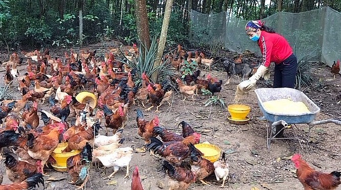 Huyện Phú Bình hiện có trên 13.000 hộ chăn nuôi gà theo hình thức thả đồi, với tổng đàn là hơn 4 triệu con.