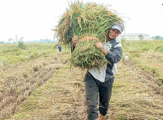 Lúa nếp bể truyền thống cho hiệu quả cao
