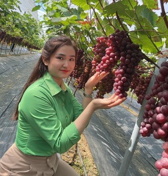 Kỹ sư chăm nho bằng rượu tỏi và ớt ngâm, chùm sai trĩu giàn có ngày thu vài chục triệu