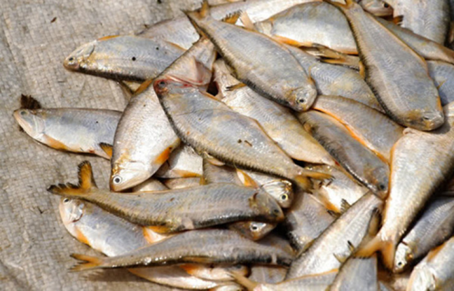 Cá lẹp là một loài cá biển trong họ Engraulidae, sống trong vùng nước lợ hay nước mặn nhiệt đới. Trước đây cá lẹp hầu như không ai ăn, chủ yếu để làm thức ăn cho lợn và gia cầm.