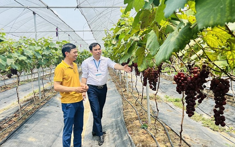 Vườn nho Hạ Đen mới trồng trên một năm đã cho thu hoạch với năng suất cao, hứa hẹn nhiều triển vọng.