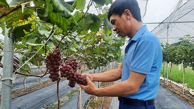 Anh Phạm Huy Cường là người tiên phong trồng nho Hạ Đen tại thị xã Đông Triều.