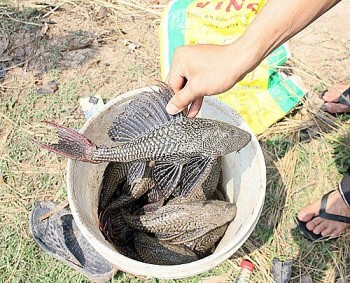 Bé gái 13 tuổi ở Kiên Giang tử vong nghi do ngộ độc cá lau kiếng