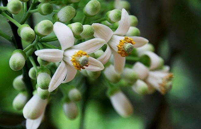 3 loại hoa vườn quê nhà nào cũng có là “vị thuốc quý” bổ tim, bảo vệ lá gan