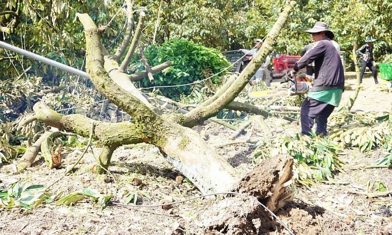 Một cây sầu riêng 16 năm tuổi ở thôn Cam Khánh bị bật gốc, phải cưa bỏ.