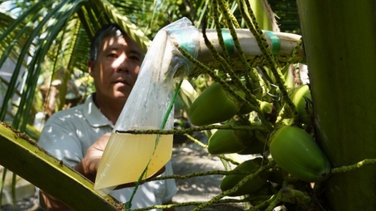 Nghề cực lạ, “massage hoa dừa” để lấy mật mang về thu nhập "khủng"