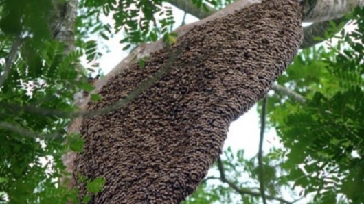Bất ngờ loài ong chỉ có trên núi cao ùa vào nhà làm tổ, người dân ung dung ra vườn lấy mật