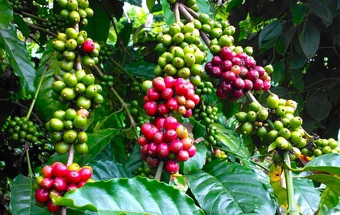 Giá nông sản hôm nay (15/7), giá cà phê khởi sắc khi sắc xanh bao phủ các sàn kỳ hạn. Giá cà phê trong nước tăng thêm 300 đồng/kg.