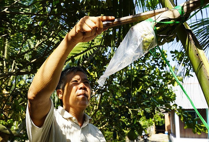 Nghề cực lạ, “massage hoa dừa” để lấy mật mang về thu nhập 