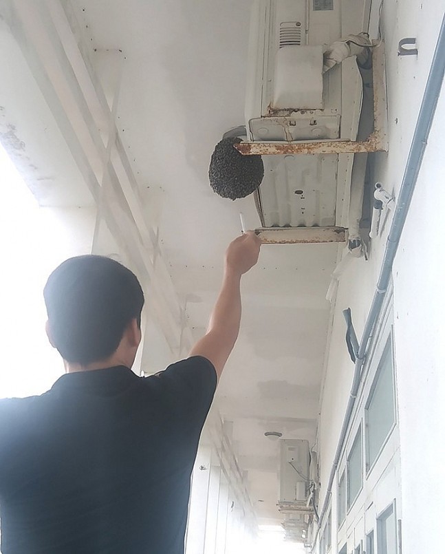 Ong ruồi làm tổ bên cục nóng máy lạnh ở Trường Chính trị tỉnh Phú Yên.