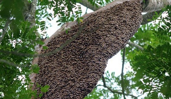 Tại Phú Yên xuất hiện hiện tượng kỳ lạ khi ong ruồi vốn chỉ có trên núi ùa vào nhà dân làm tổ cho mật.