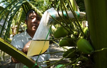 Nghề cực lạ, “massage hoa dừa” để lấy mật mang về thu nhập 