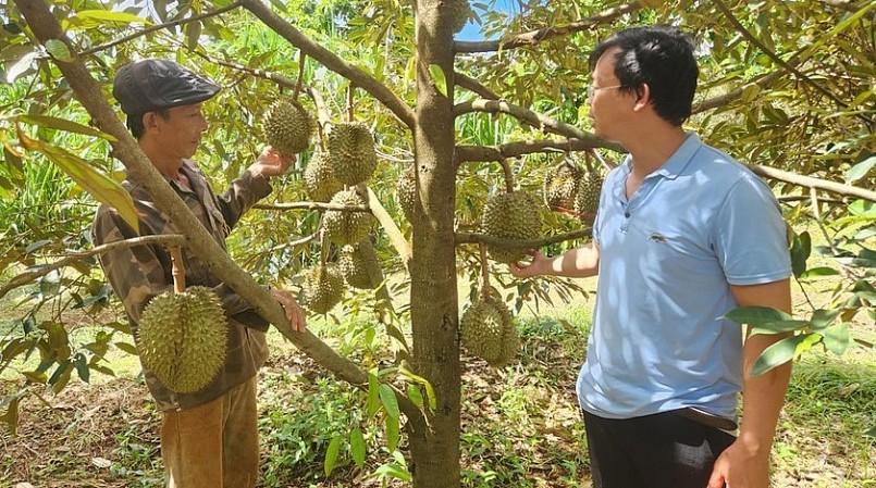 Vườn sầu riêng của thành viên HTX Nông nghiệp hữu cơ Đại Ngàn (xã Ia Blứ, huyện Chư Pưh) được canh tác theo tiêu chuẩn VietGAP.