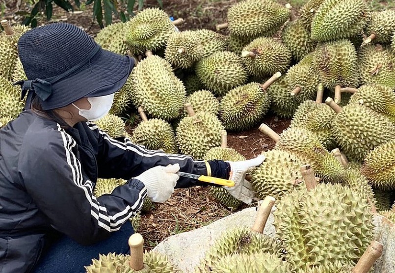 Với giá bán như hiện nay, nhiều nhà vườn trồng sầu riêng trên địa bàn tỉnh Gia Lai có thu nhập tiền tỷ.