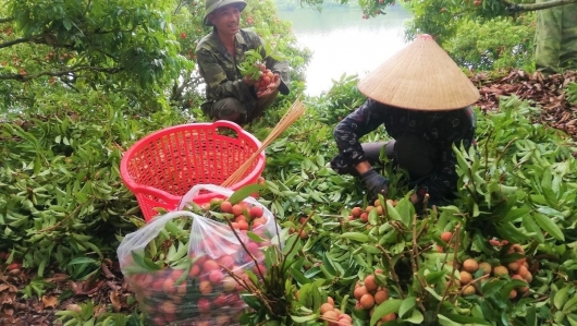Đã tiêu thụ trên 170 nghìn tấn vải thiều, kinh nghiệm kết nối thị trường ở Bắc Giang