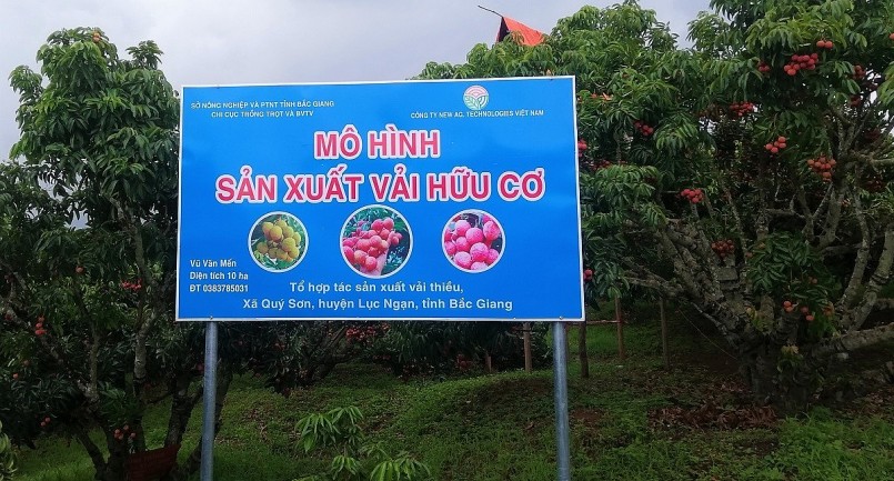 Mô hình vải thiều hữu cơ được triển khai rộng rãi tại Bắc Giang.