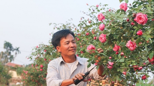 Từ cây hồng cổ, anh nông dân tạo ra cả khu vườn bán giống, bán hoa thu bộn nửa tỷ mỗi năm