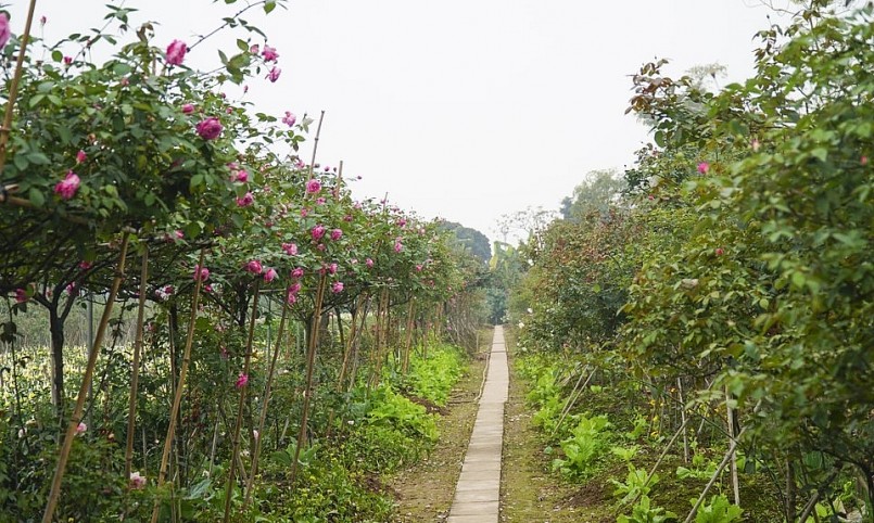 Khu vườn hoa hồng cổ của anh Đồng.