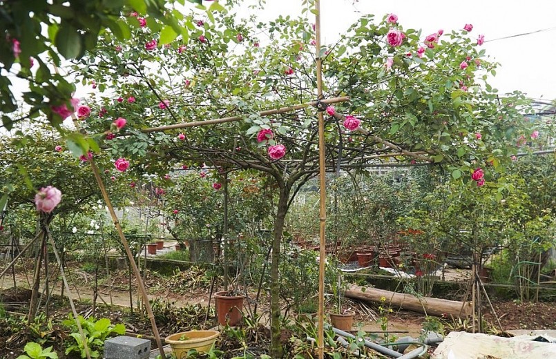 Anh Đồng cho biết, đây là những cây hồng có tuổi đời hơn 11 năm, được trồng từ khi bắt đầu kinh doanh gốc hồng cổ, vỏ dày xù xì, rêu mốc nên khi cây nở hoa trông khá thích mắt.