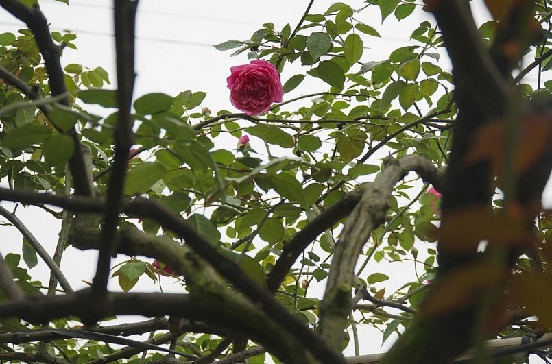 Giống hồng cổ có hoa to, nở lâu tàn, hoa có nhiều cánh và hương thơm quyến rũ nên được người sành hoa ưa thích.