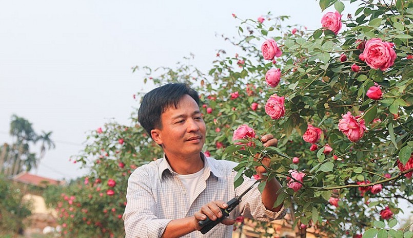 Anh Vũ Ngọc Đồng là người đi tiên phong trong xu hướng ươm trồng và bán cây các giống hồng cổ.