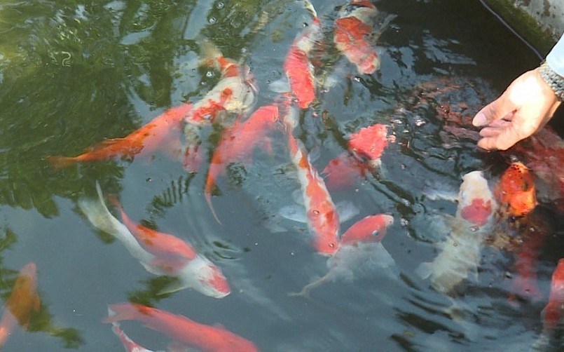 Nghề nuôi cá trên sông Diêm Hộ khởi sắc khi người dân nuôi ghép cá chép Koi.