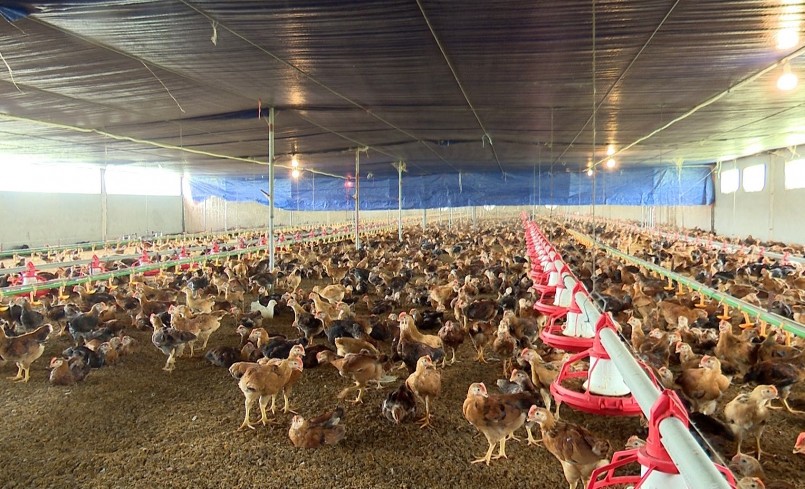 Trang trại nuôi gà Mía tự động của gia đình ông Khang có quy mô nuôi 8.000 con.