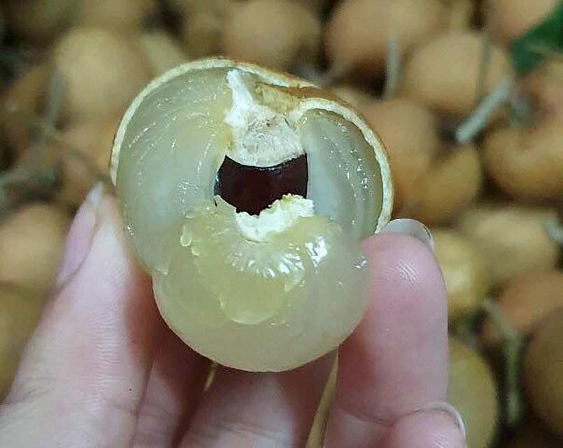 Nhãn bắp cải là đặc sản nổi tiếng ở Vũng Tàu, quả to, cùi dày màu vàng nhạt