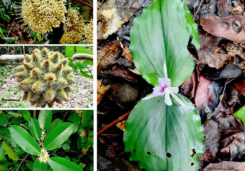 Một số loài cây dược liệu tại Khu Bảo tồn thiên nhiên - văn hóa Đồng Nai.