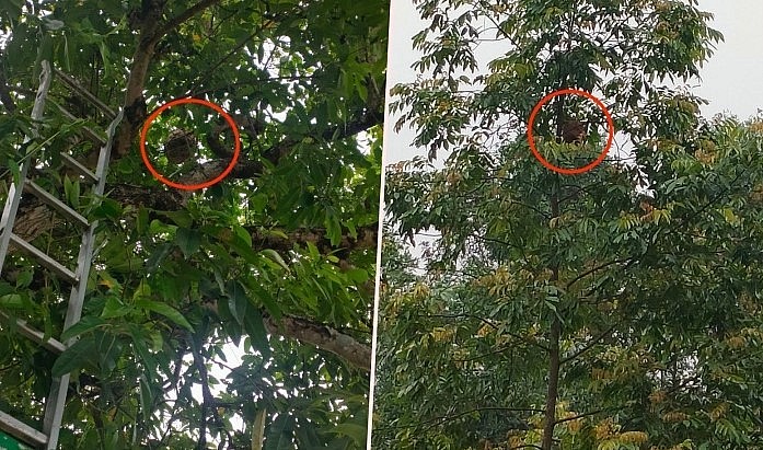 Ong vò vẽ thường làm tổ trên cây cao, trong rừng sâu.