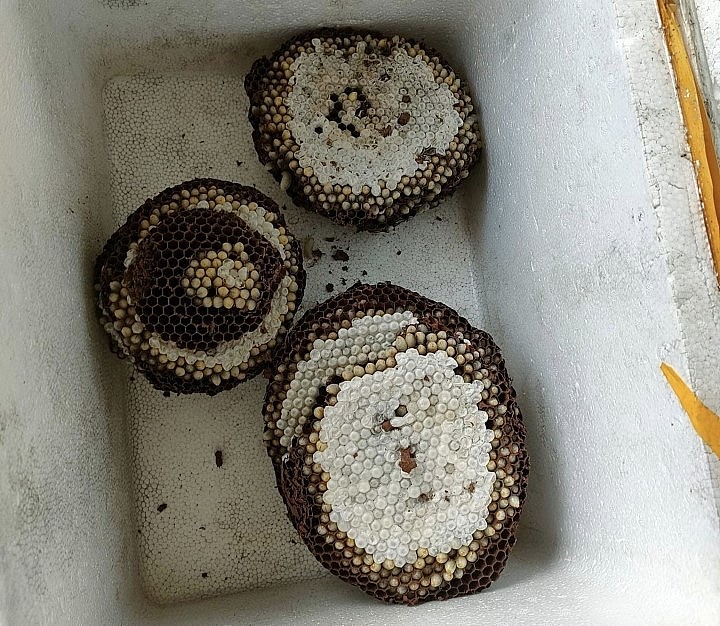 Những tổ ong chắc nịch toàn nhộng được Tuấn đóng vào thùng xốp để chuyển cho khách.